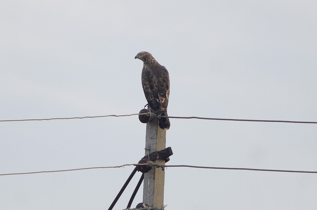 Oriental Honey-buzzard - ML646838028