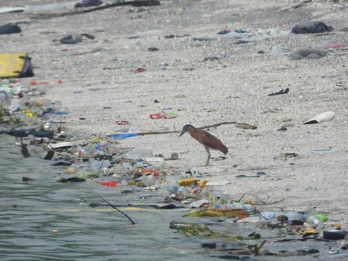 Bihoreau cannelle - ML646838029