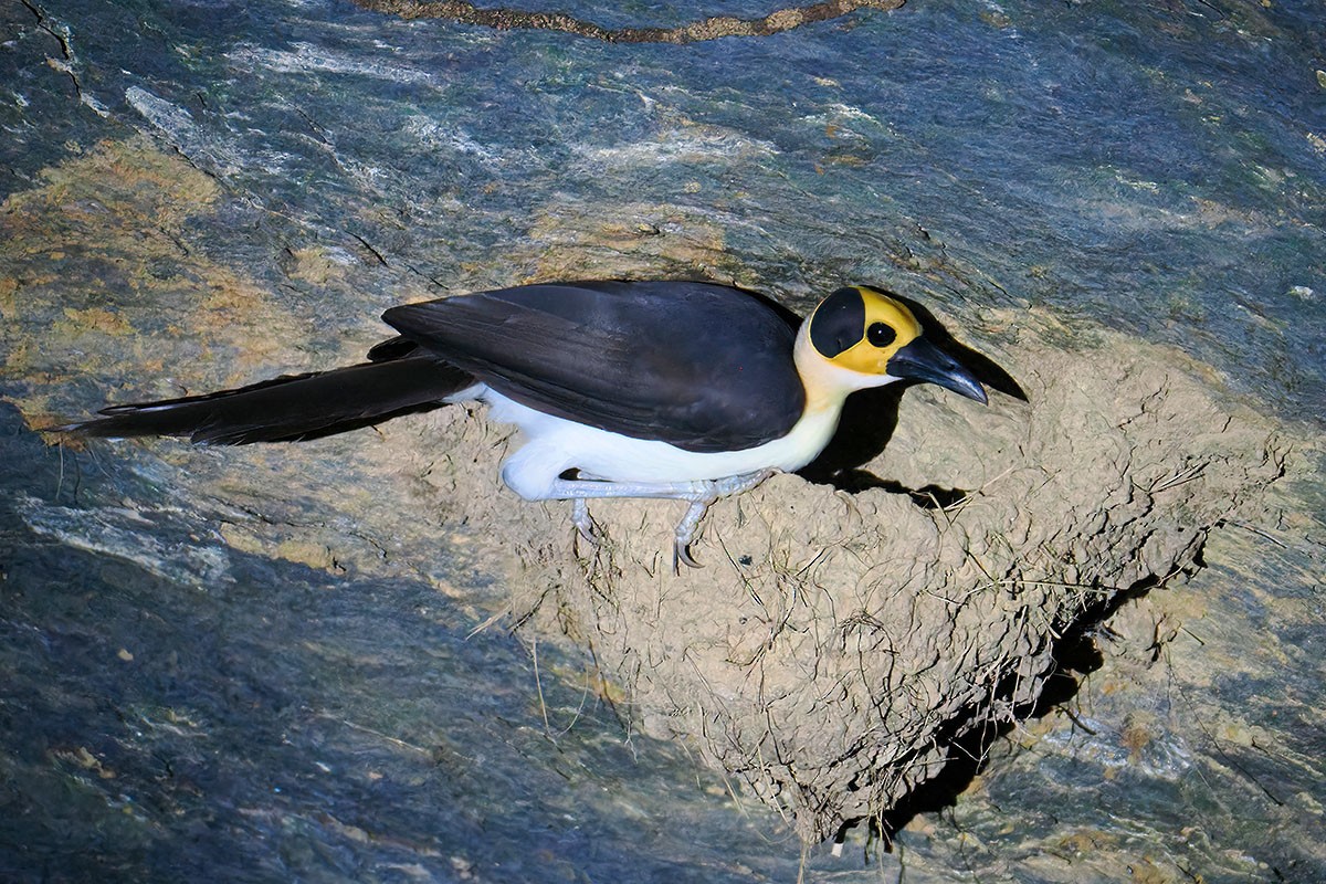 Gelbkopf-Felsenhüpfer - ML646838030