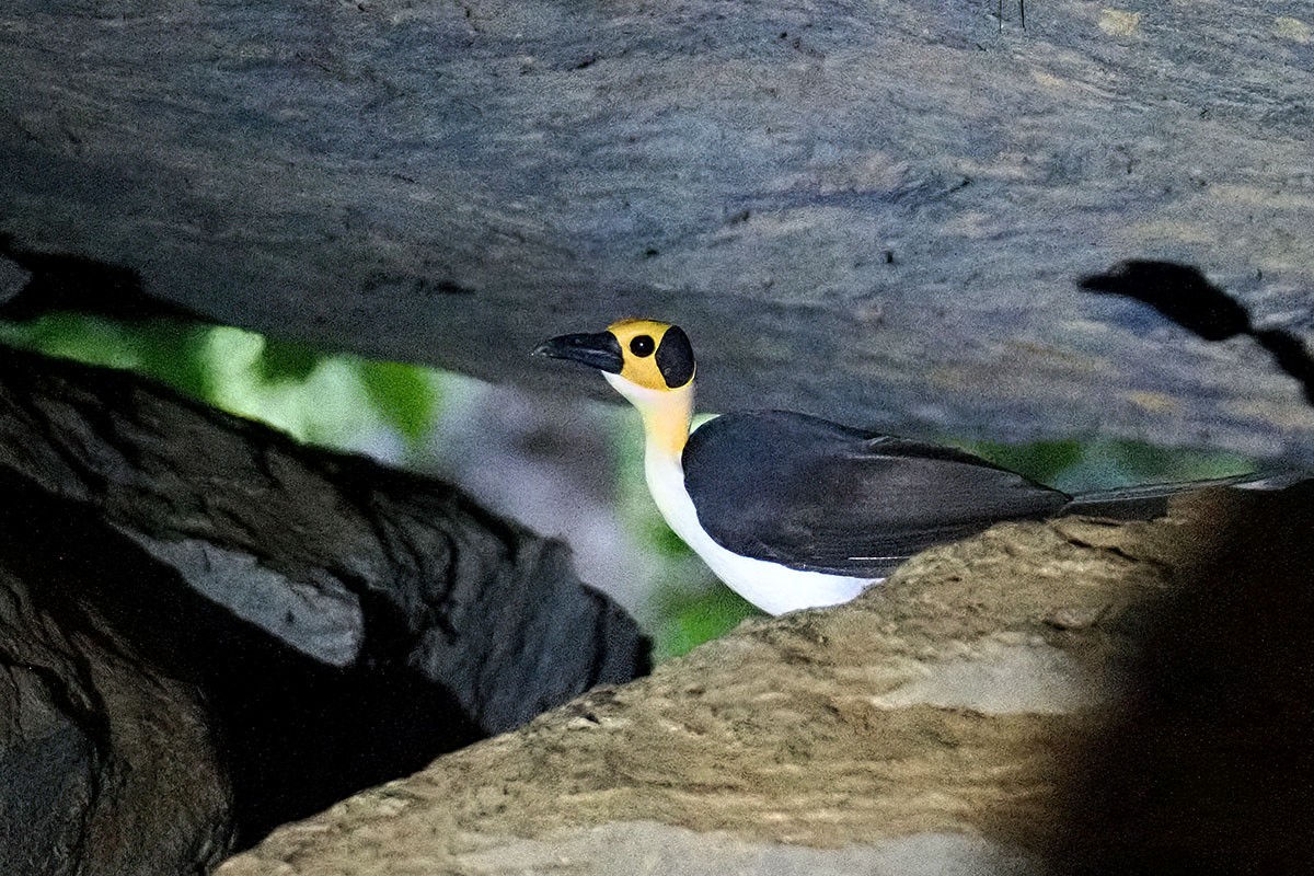 Gelbkopf-Felsenhüpfer - ML646838031