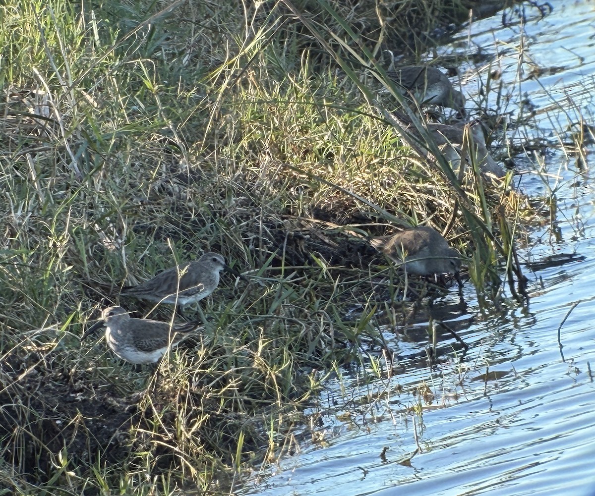 ハマシギ - ML646838034