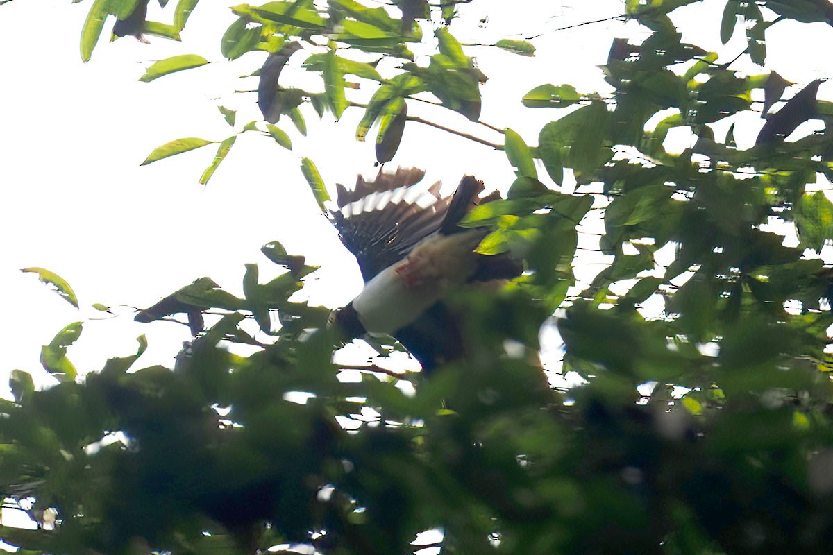 Red-billed Helmetshrike - ML646838035