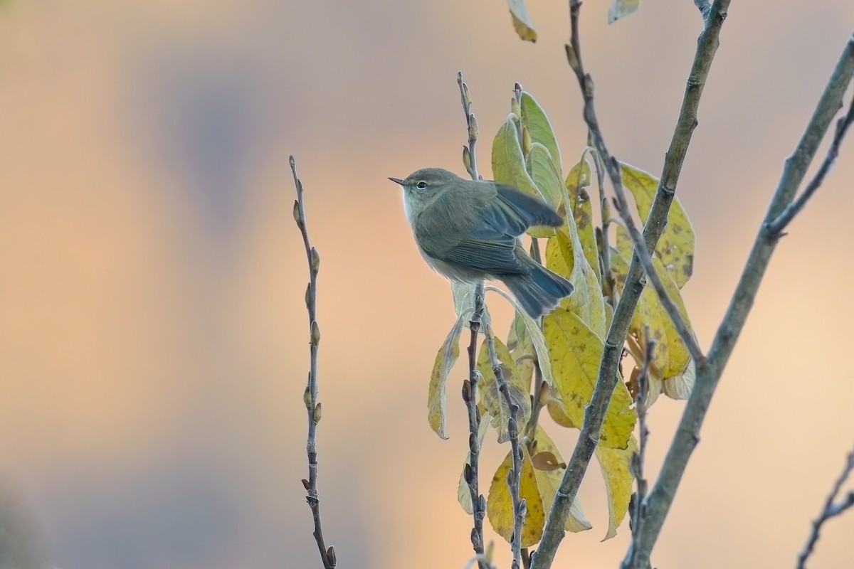 Common Chiffchaff - ML646838040