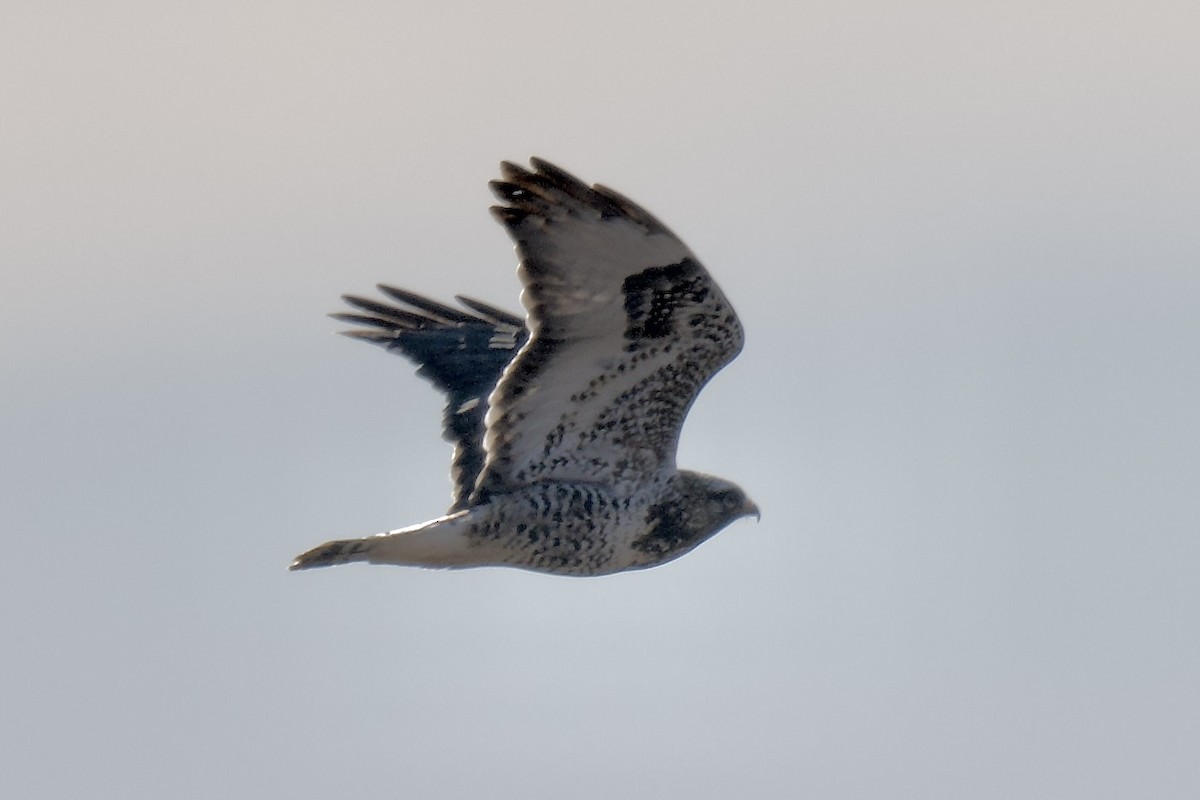 Rough-legged Hawk - ML646838041