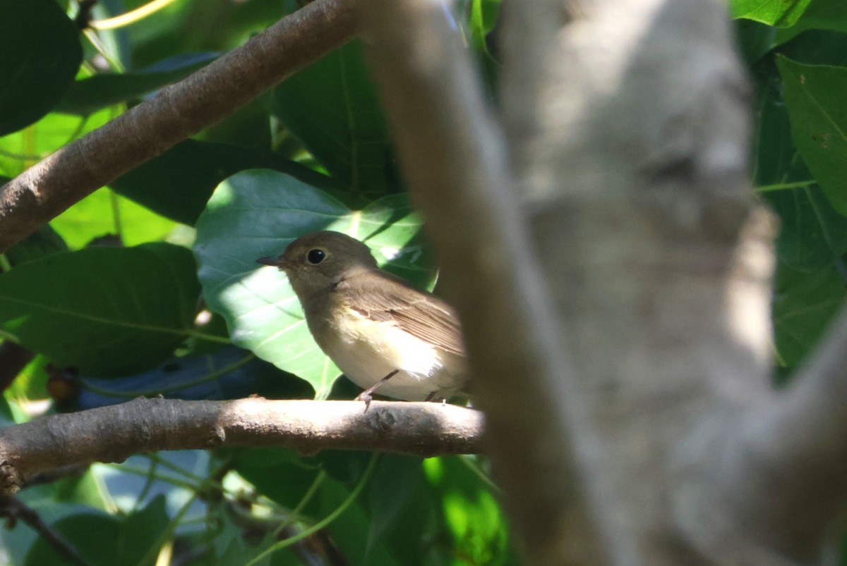 Papamoscas Papirrojo - ML646838042