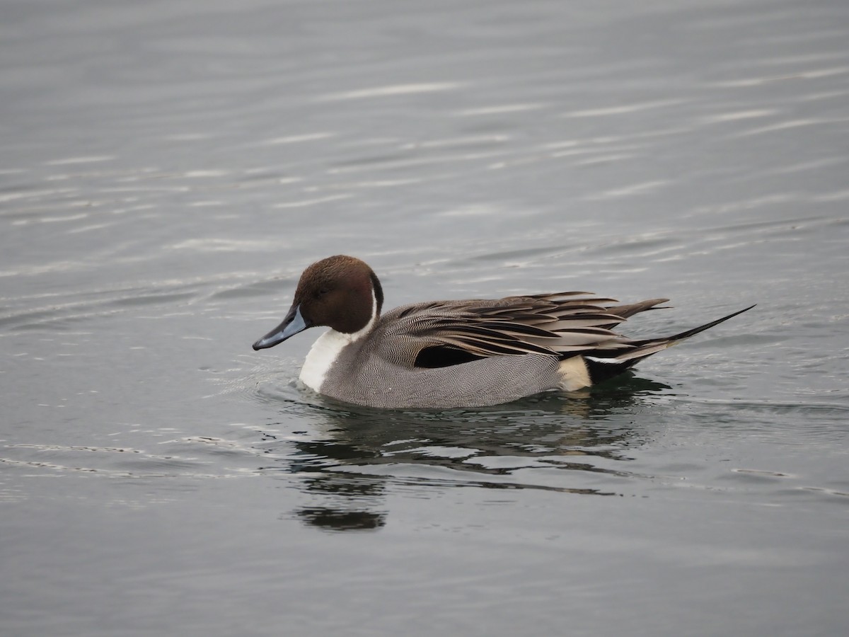 Шилохвіст північний - ML646838043
