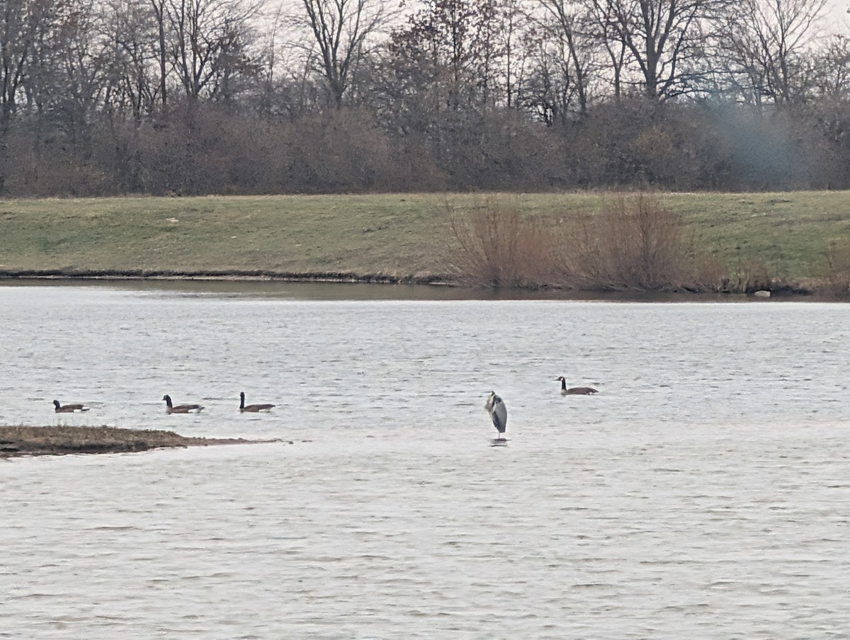 Great Blue Heron (Great Blue) - ML646838045
