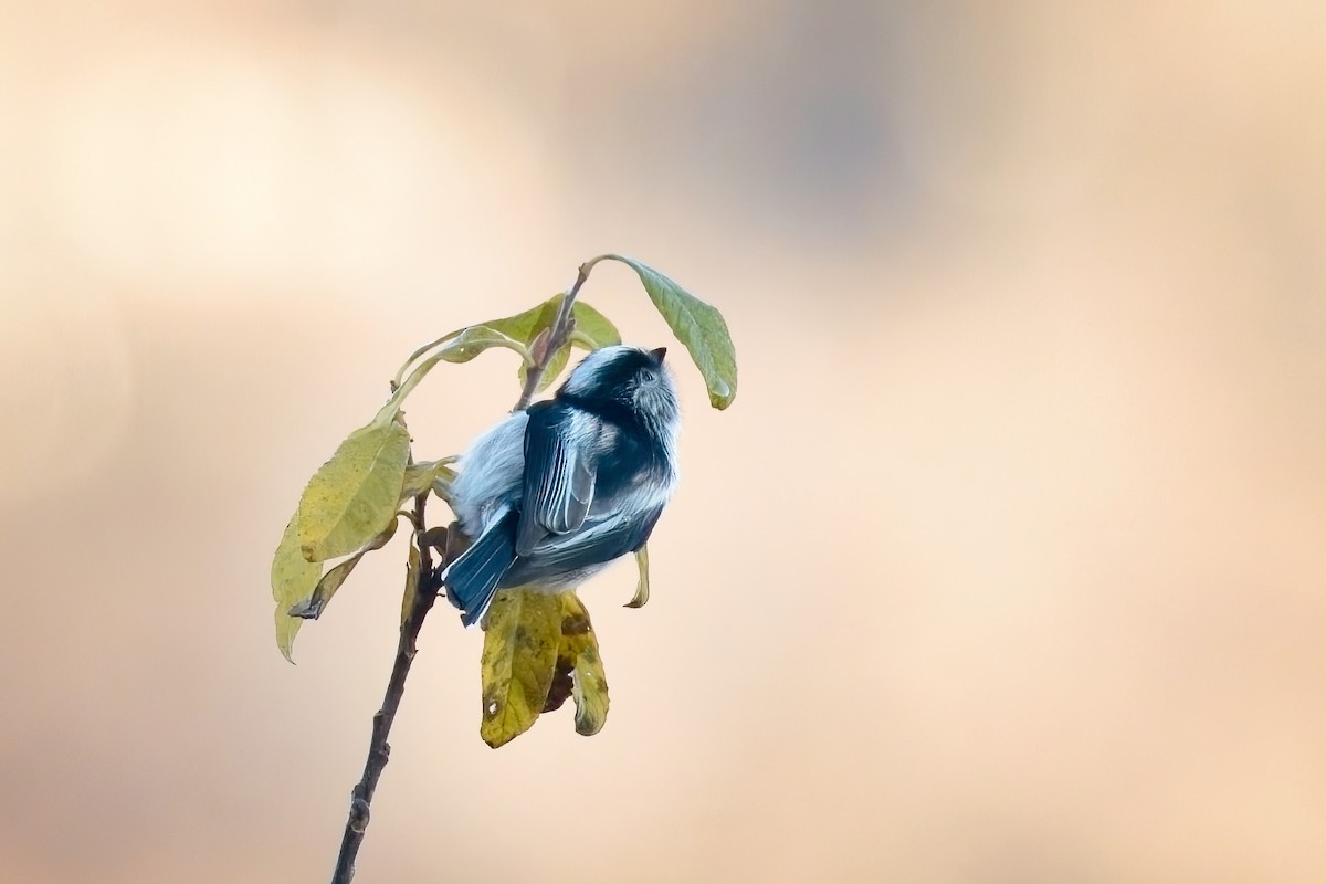 Long-tailed Tit - ML646838046