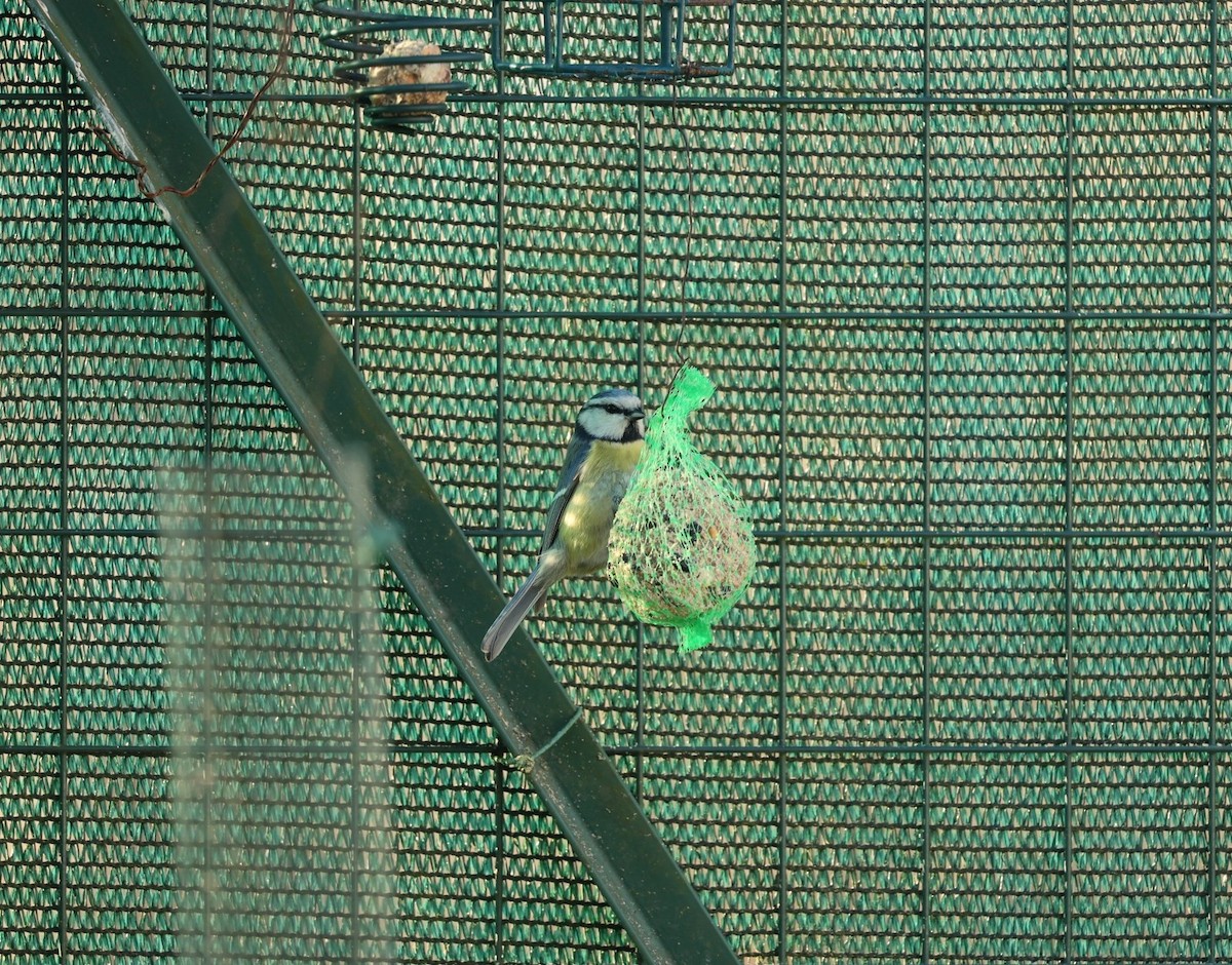 Eurasian Blue Tit - ML646838047