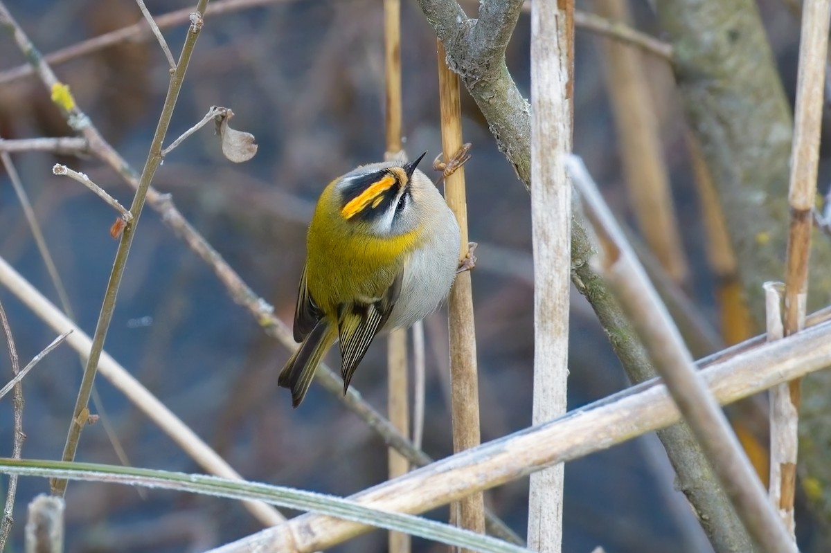 Красноголовый королёк - ML646838048