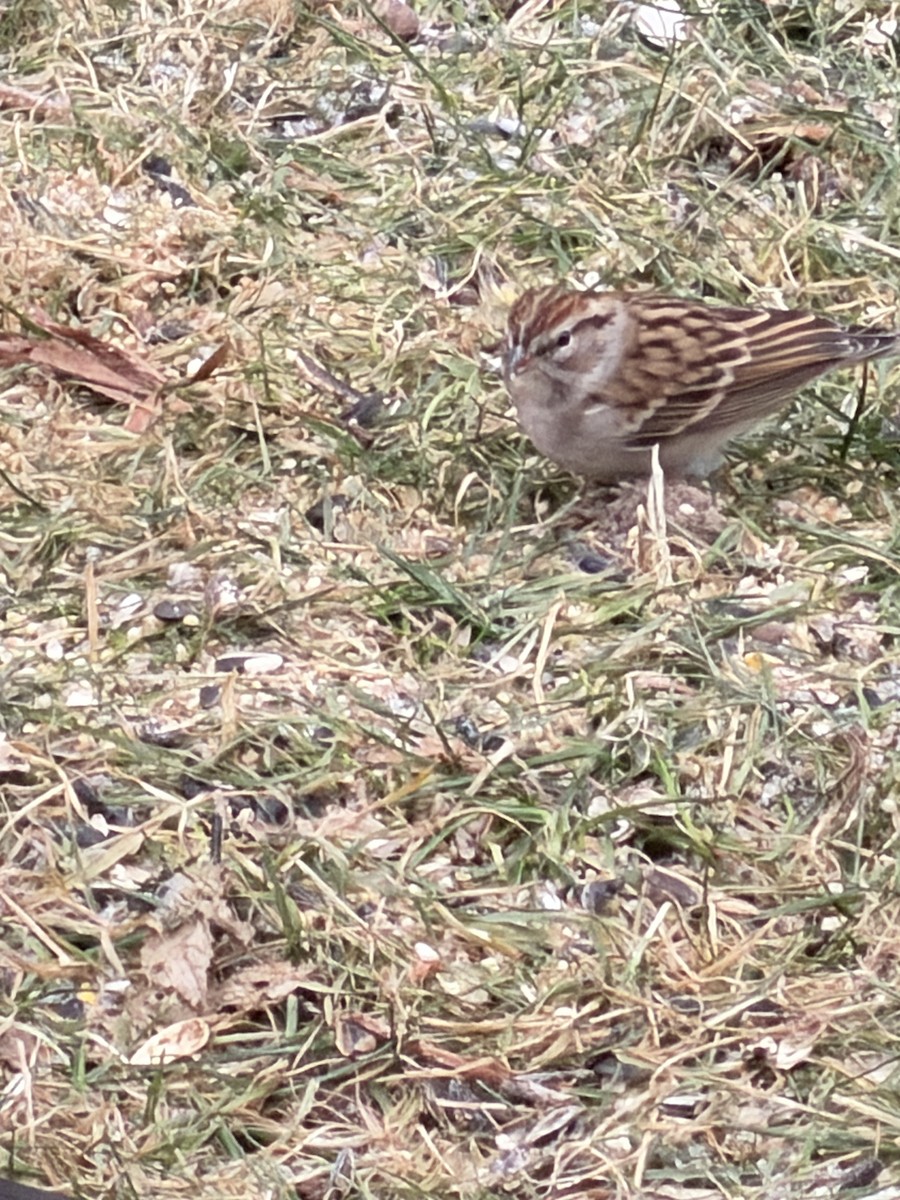 Chipping Sparrow - ML646838049