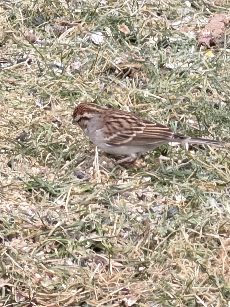 Chipping Sparrow - ML646838050