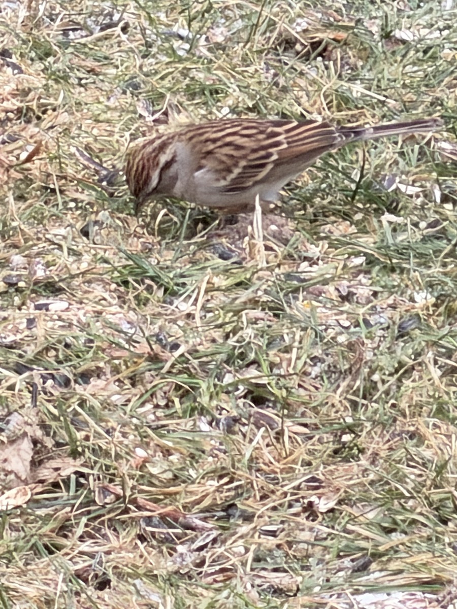 Chipping Sparrow - ML646838051