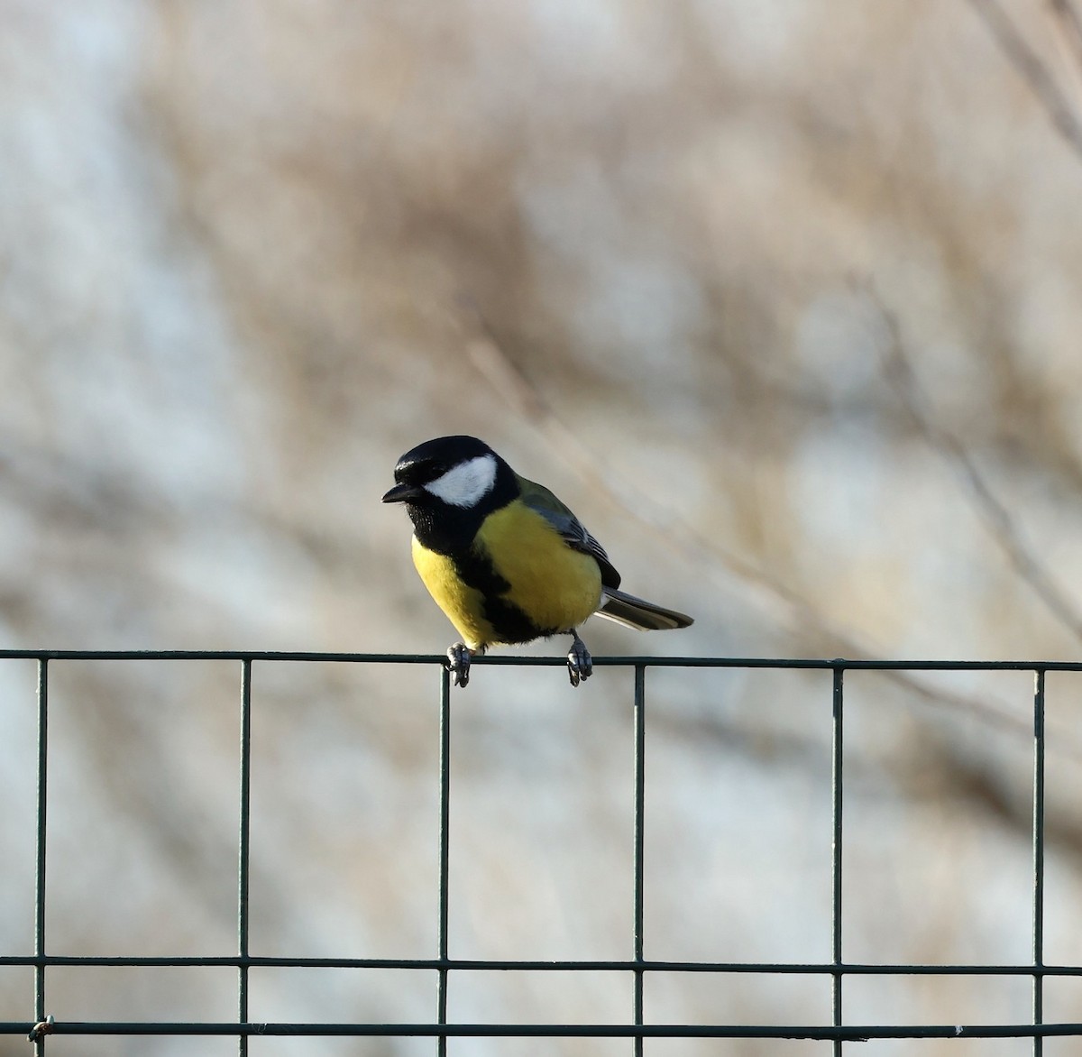 Great Tit - ML646838053