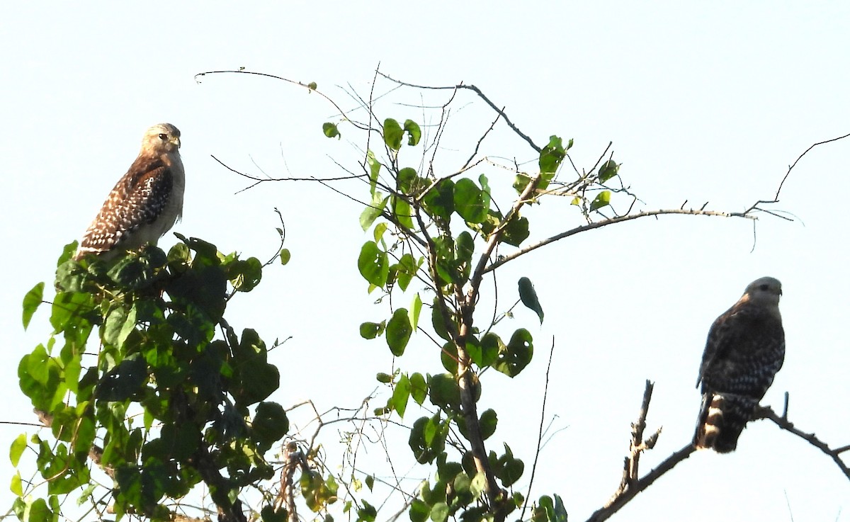 Busardo Pechirrojo - ML646838055