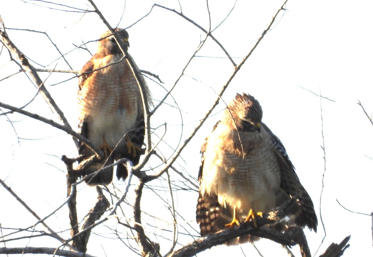 Busardo Pechirrojo - ML646838056