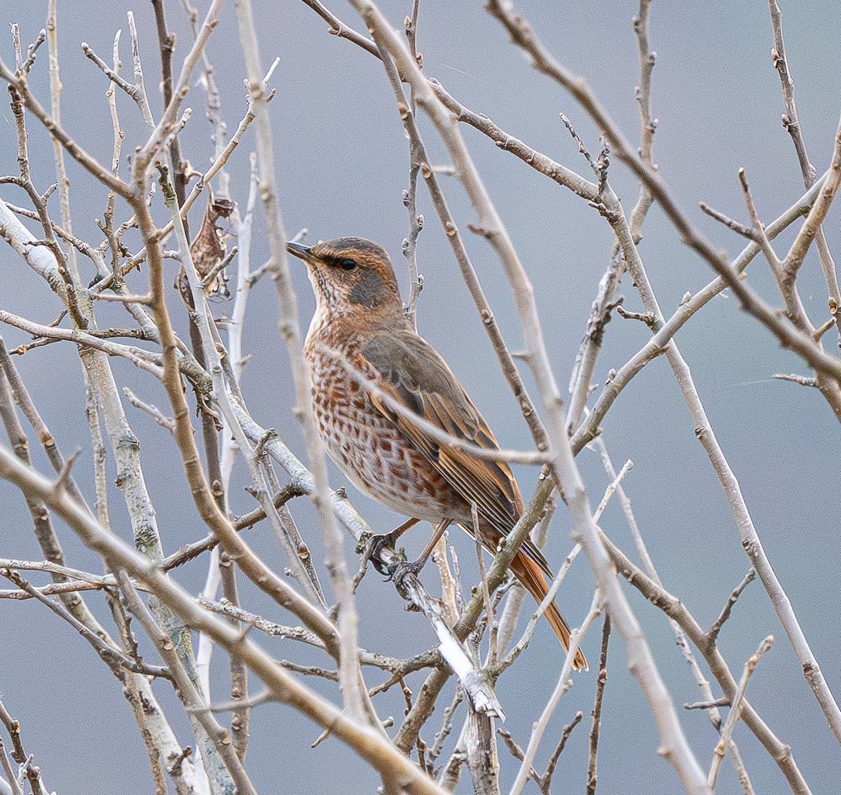 Naumann's Thrush - ML646838057
