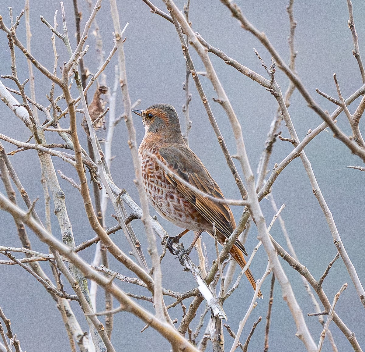 Naumann's Thrush - ML646838058