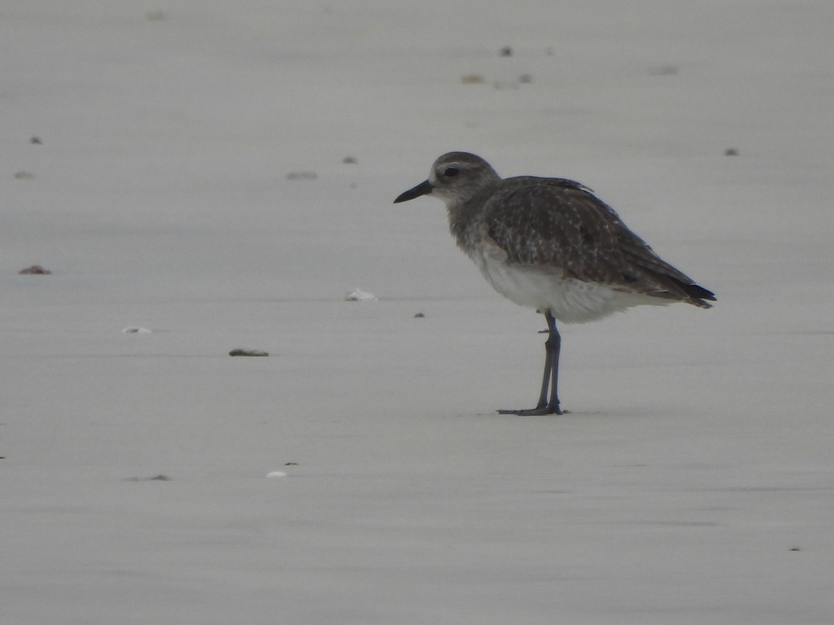 Black-bellied Plover - ML646838061