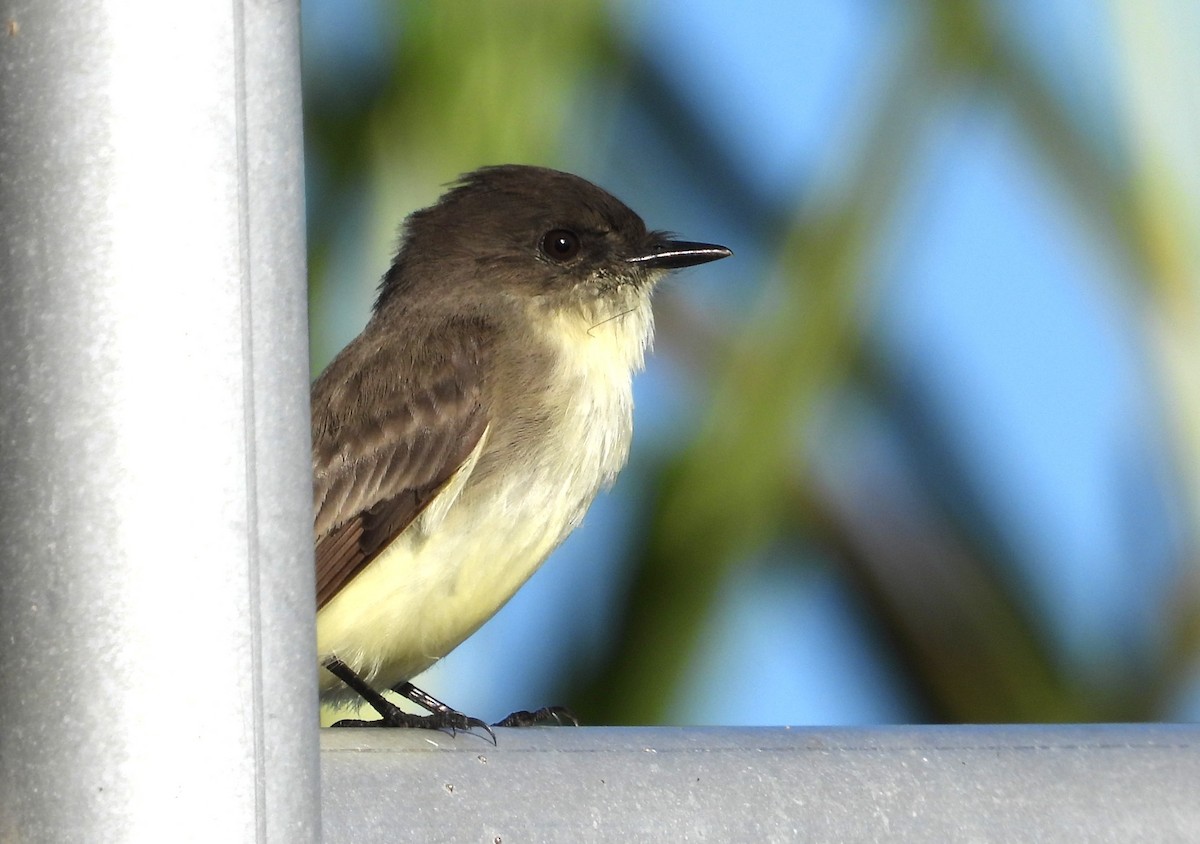 Mosquero Fibí - ML646838062