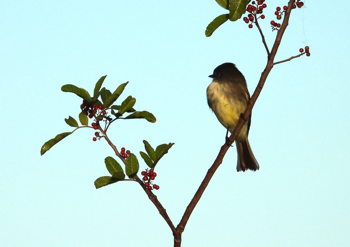 Mosquero Fibí - ML646838063