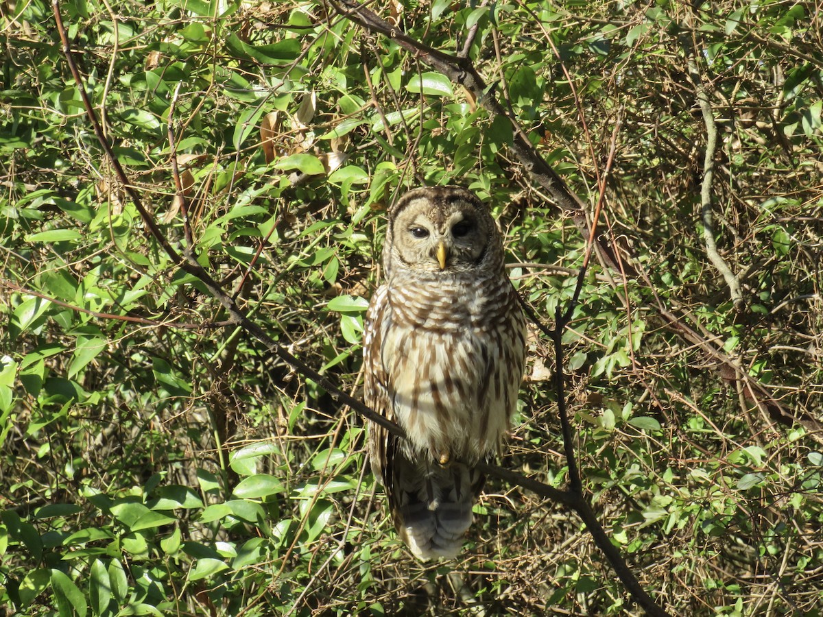 Chouette rayée - ML646838065