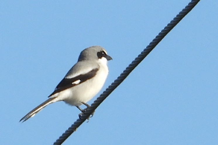 Alcaudón Americano - ML646838066