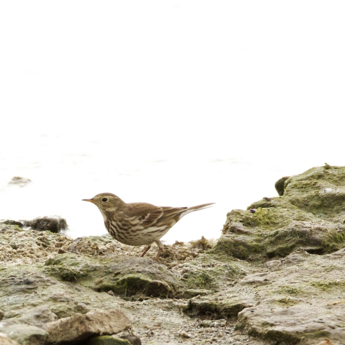 American Pipit - ML646838069