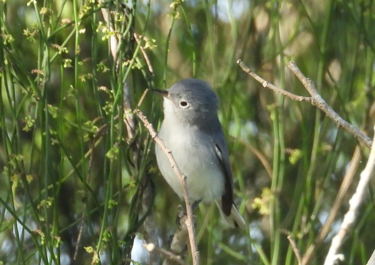 Perlita Grisilla - ML646838070