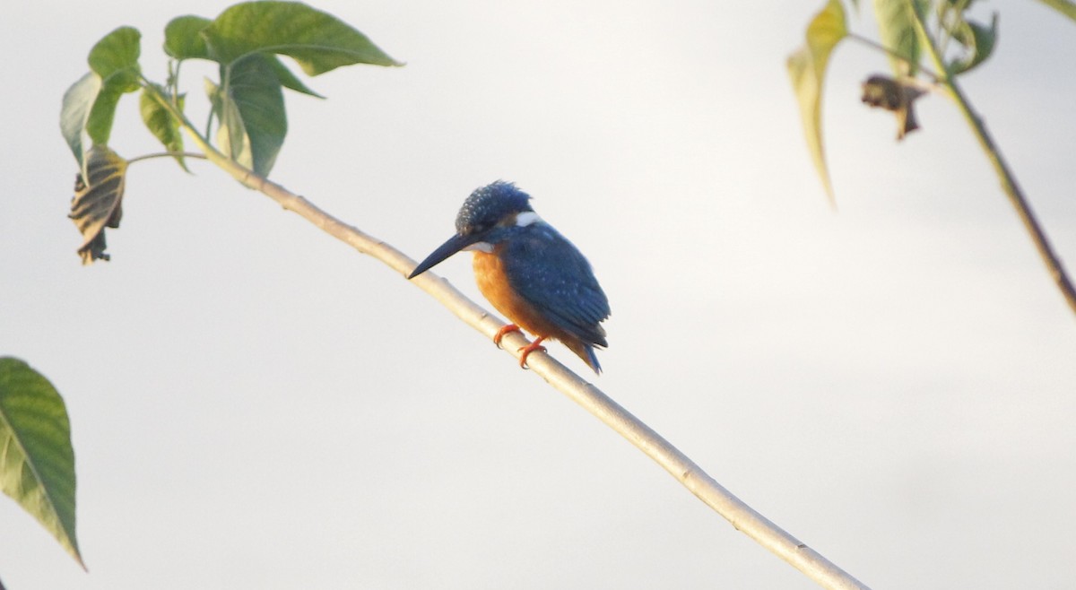 Номин шогшир - ML646838072