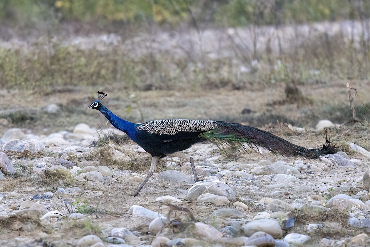 Indian Peafowl - ML646838080