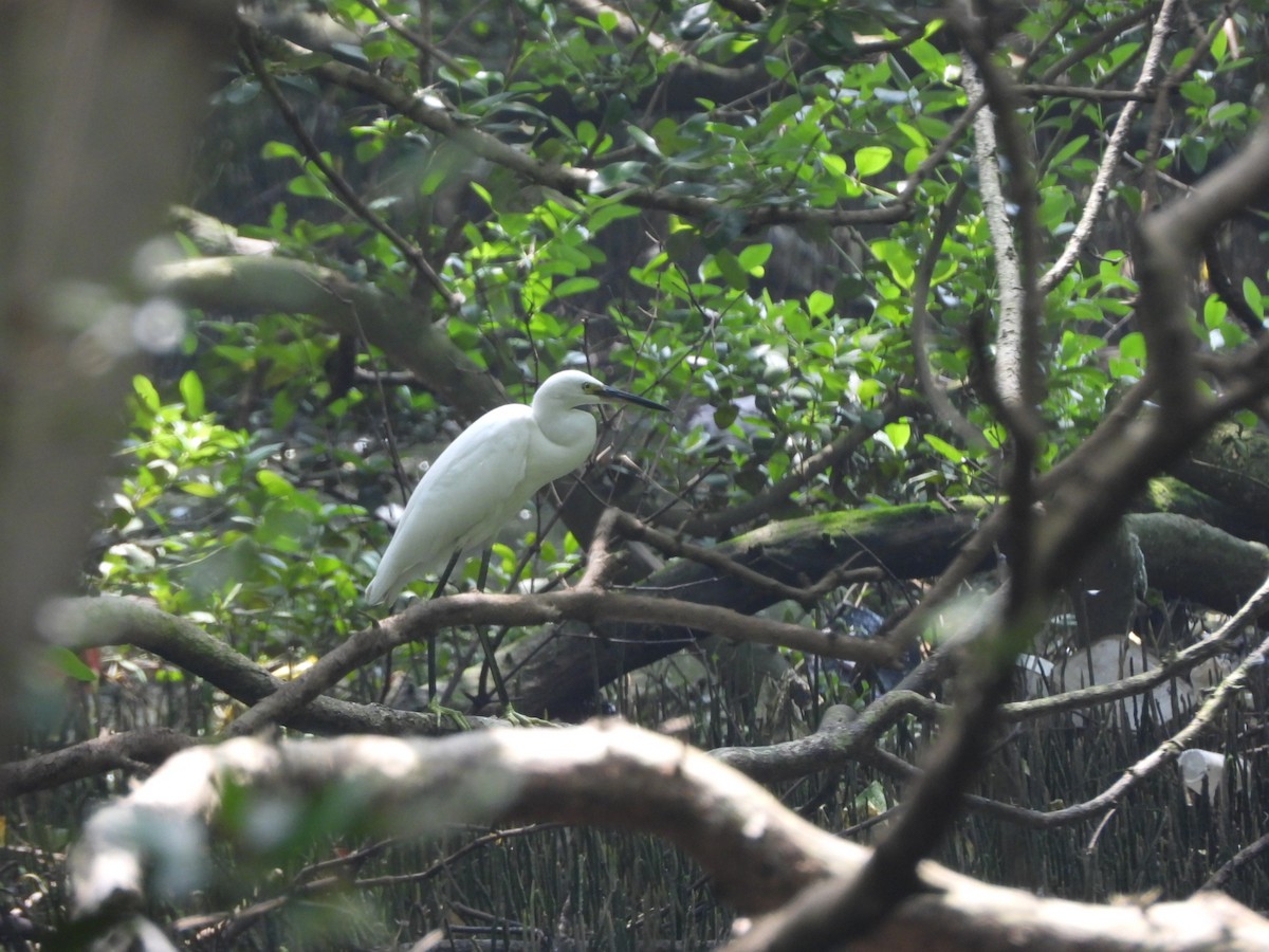 Aigrette garzette - ML646838083