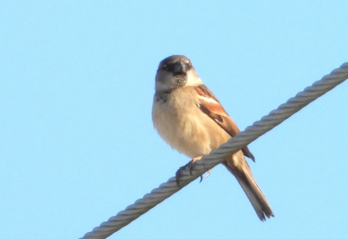 Gorrión Común - ML646838098