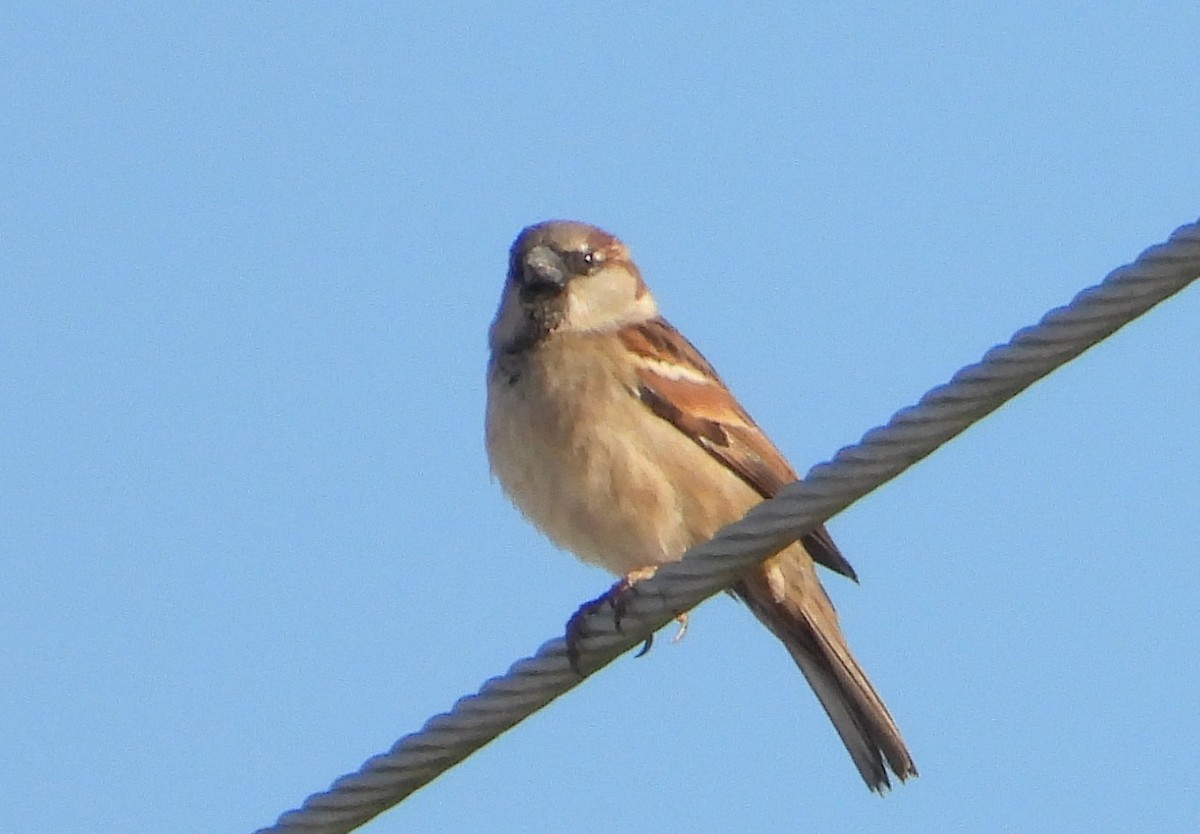 Gorrión Común - ML646838099