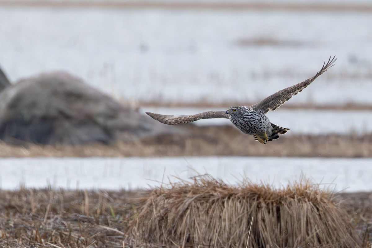 Habicht - ML646838100