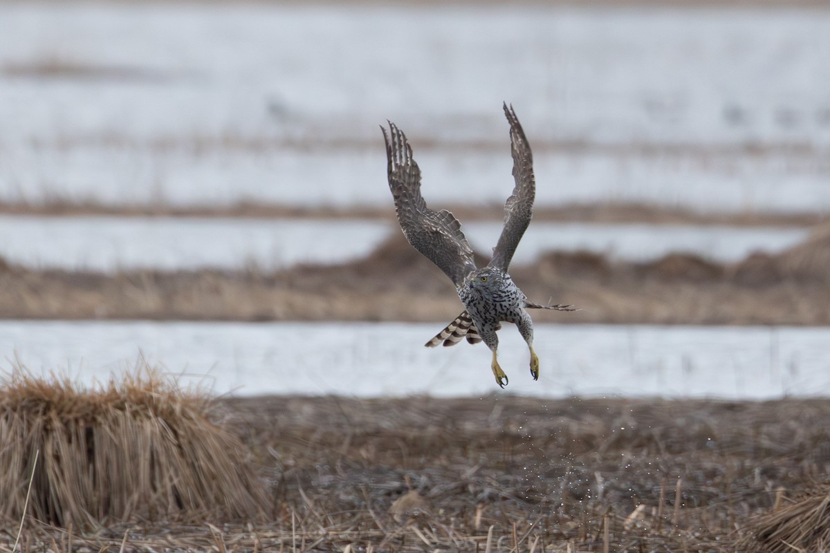 Habicht - ML646838101