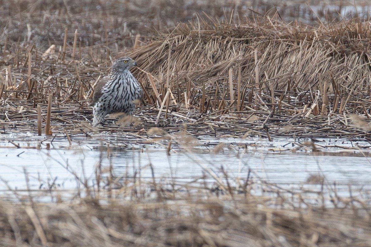 Habicht - ML646838102