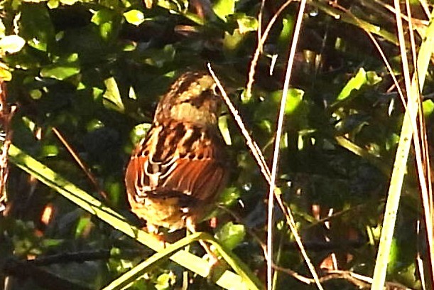 Chingolo Pantanero - ML646838107