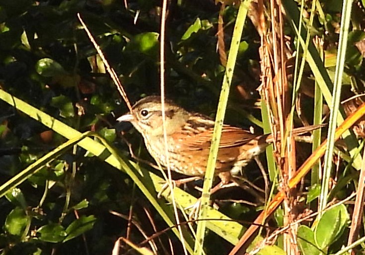 Chingolo Pantanero - ML646838108