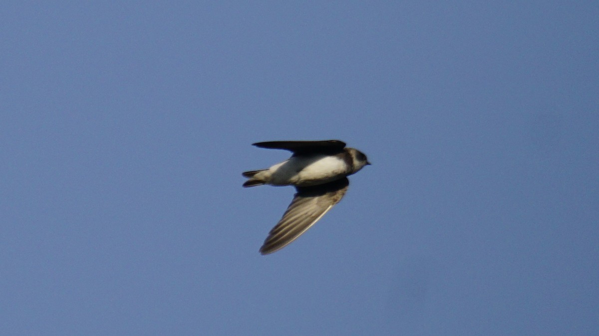 灰沙燕 - ML646838111