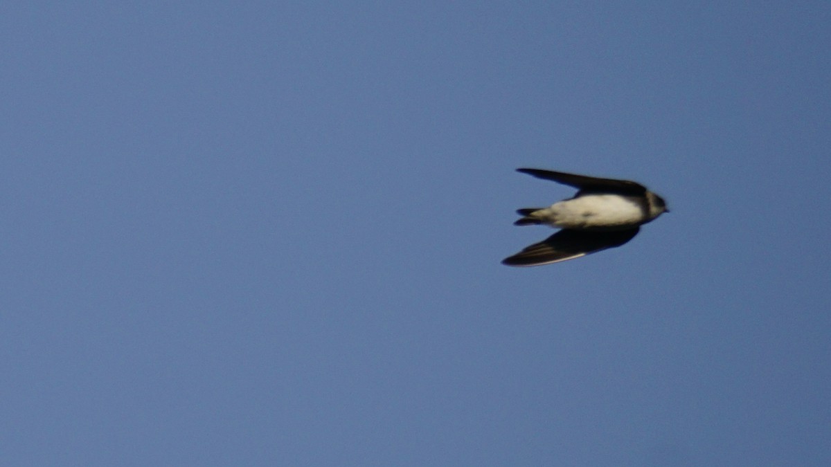 灰沙燕 - ML646838112