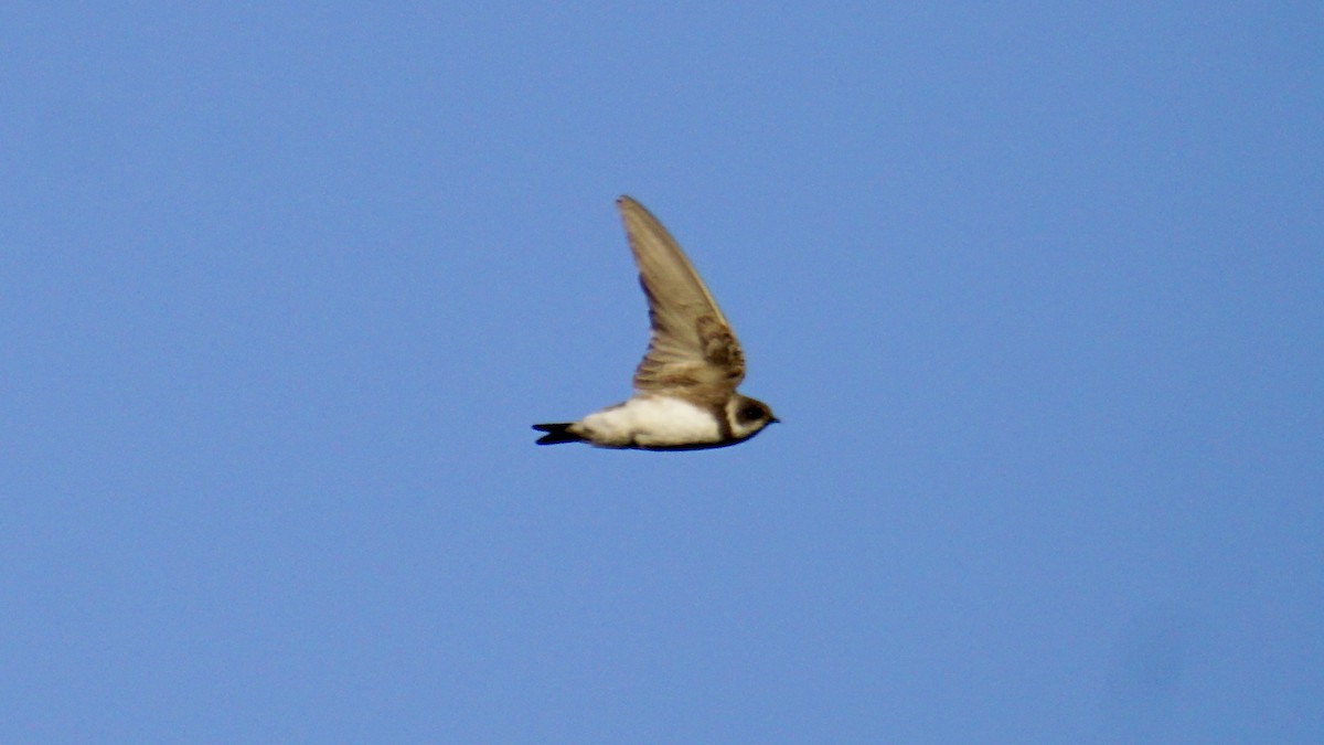 灰沙燕 - ML646838113