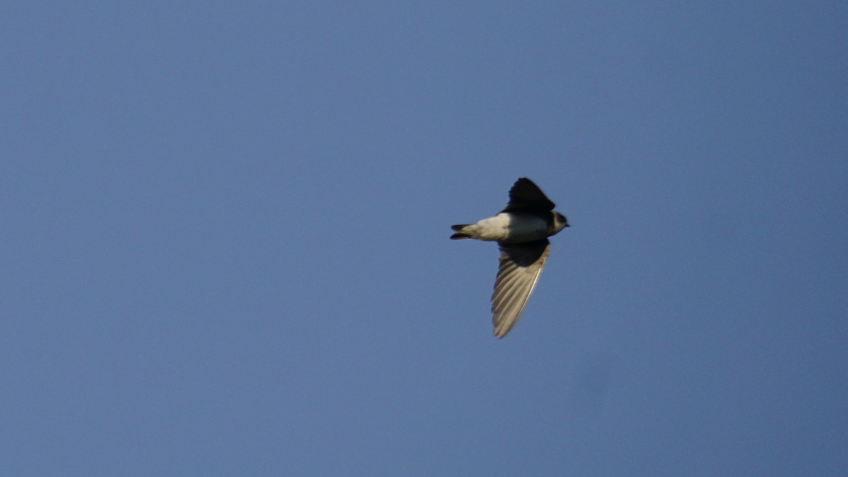 灰沙燕 - ML646838114