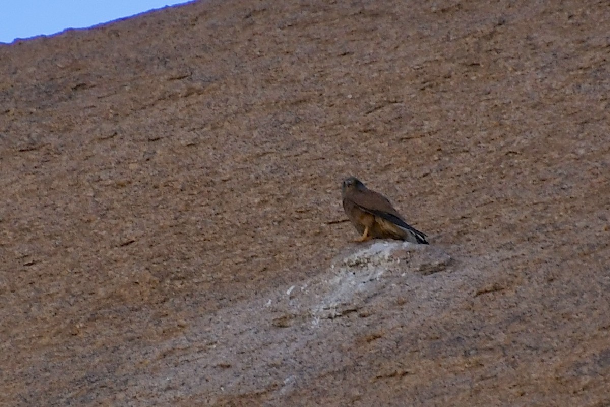 Скальная пустельга - ML646838116