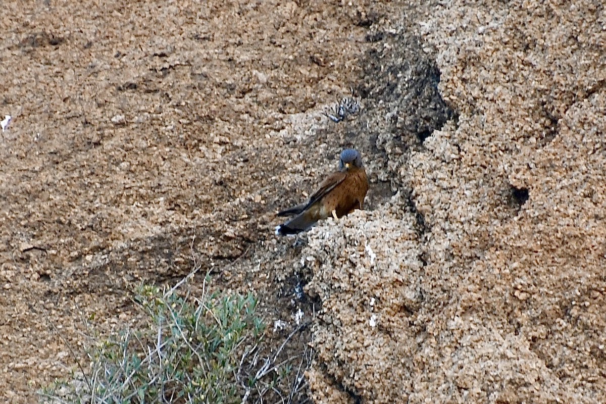 Скальная пустельга - ML646838118