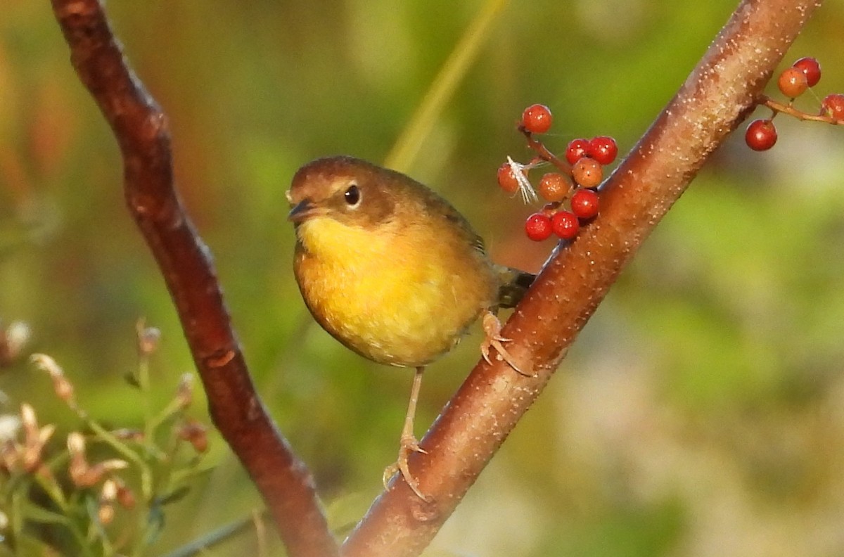Common Yellowthroat - ML646838119