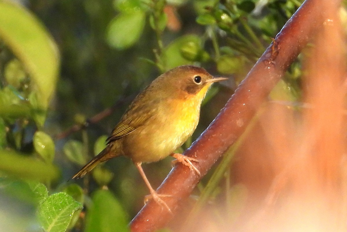 Common Yellowthroat - ML646838120