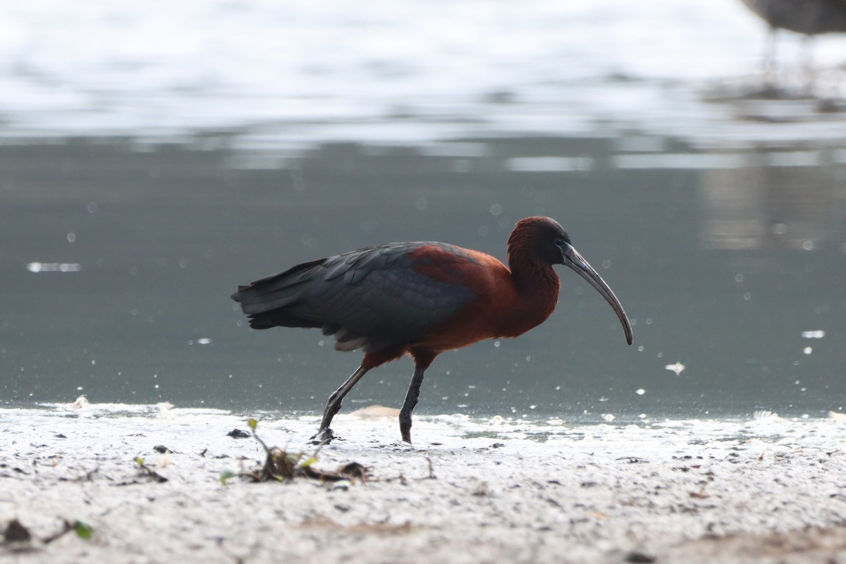Glossy Ibis - ML646838122