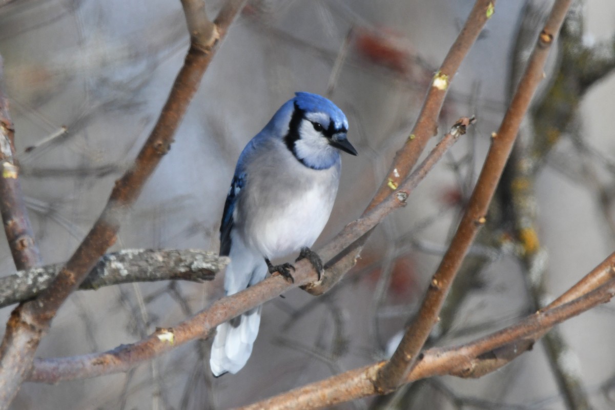 Blue Jay - ML646838123