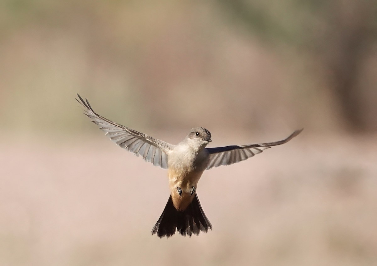 Say's Phoebe - ML646838124